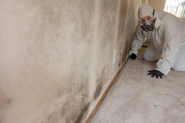 Best Mold Odor Removal Services  in Kingston, NJ